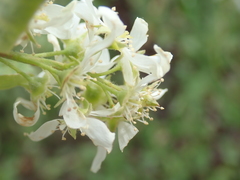Prunus padus