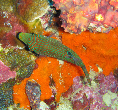 Canthigaster papua