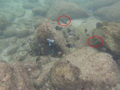 Halichoeres chierchiae