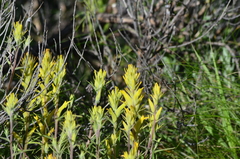 Castilleja flava flava