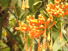 Angiospermae