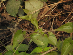 Agriocnemis lacteola