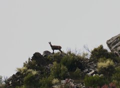 Rupicapra pyrenaica parva