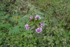 Lippia junelliana