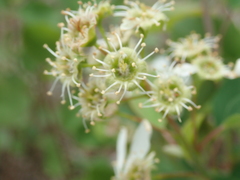 Prunus padus