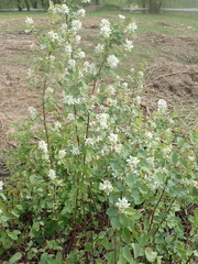 Prunus padus