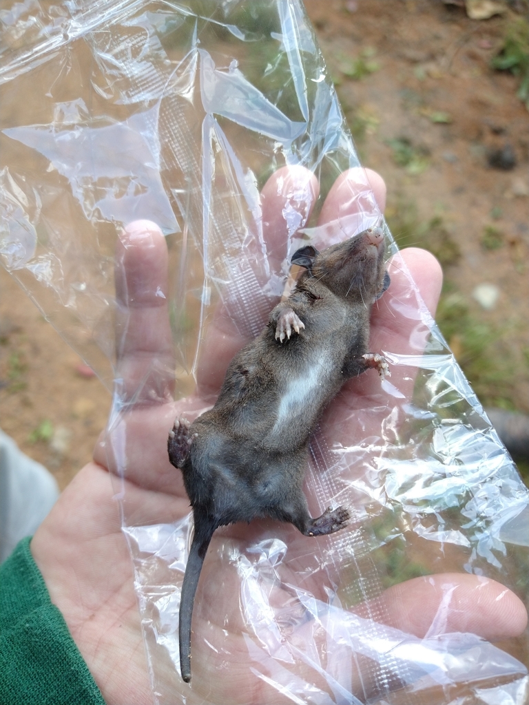 Sepia Short-tailed Opossum From Encino, CO-ST, CO On May 11, 2021 At 07 ...