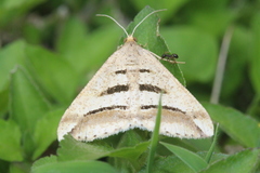 Chiasmia subcurvaria