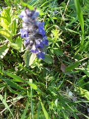 Ajuga genevensis