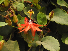 Angiospermae