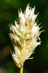 Sesleria sadleriana