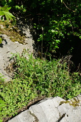 Sesleria sadleriana