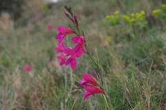 Gladiolus illyricus