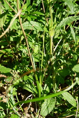 Sesleria sadleriana