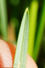 Sesleria sadleriana