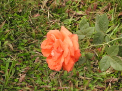 Angiospermae