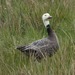 Anser canagicus × caerulescens - Photo (c) Rob Westerduijn, algunos derechos reservados (CC BY-NC), subido por Rob Westerduijn