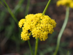 Cymopterus lemmonii