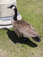 Branta canadensis