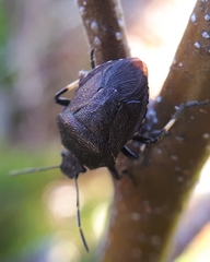 Rhacognathus punctatus