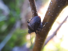 Rhacognathus punctatus