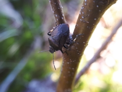 Rhacognathus punctatus