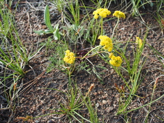 Cymopterus lemmonii