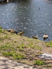 Branta canadensis