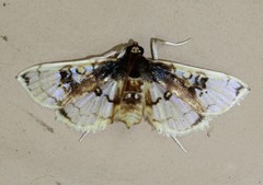 Compacta hirtalis