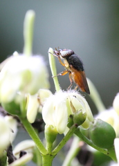 Tarenna attenuata