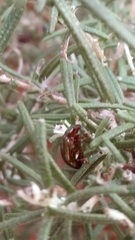 Chrysolina americana