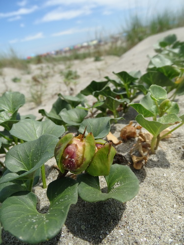 Sea Bindweed