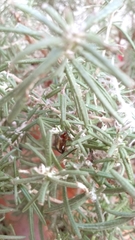 Chrysolina americana