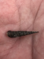 Terebrinae
