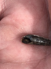 Terebrinae