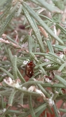 Chrysolina americana