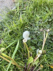 Taraxacum