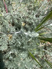 Artemisia pycnocephala