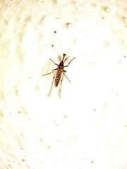 Culicidae