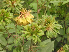 Angiospermae