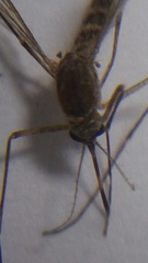 Culicidae