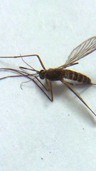 Culicidae