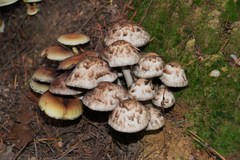 Psathyrella cotonea