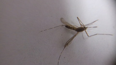 Culicidae
