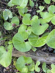 Petasites pyrenaicus