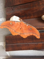 Antheraea godmani
