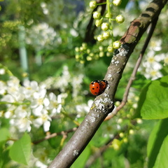 Coccinella septempunctata
