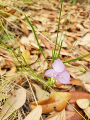 Callisia ornata