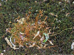 Tortella humilis
