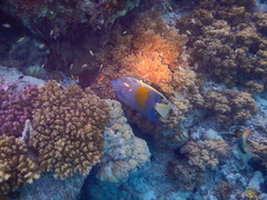 Pomacanthus maculosus